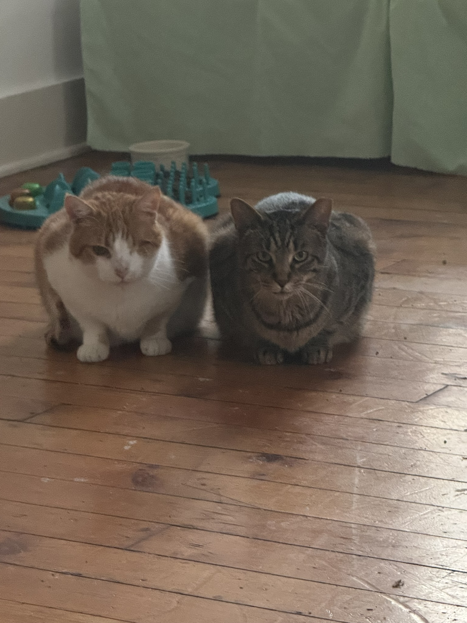 High-resolution portrait of Julius and Pistachio together