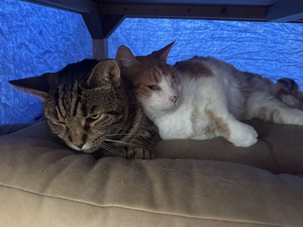 Julius and Pistachio cuddling up close