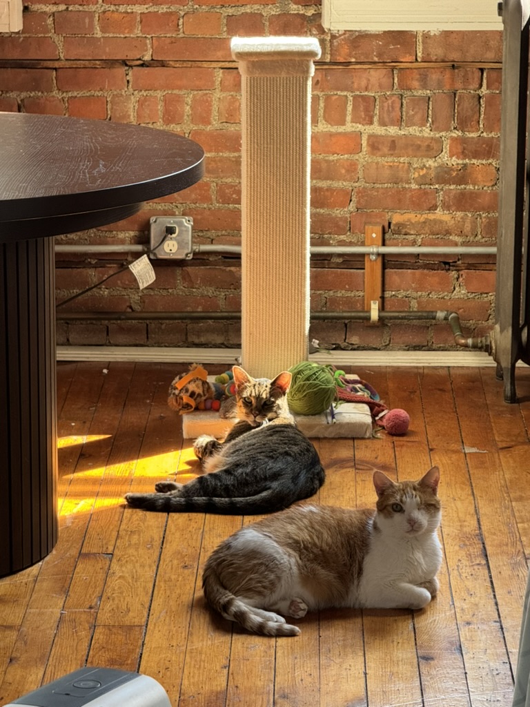 Julius and Pistachio in an intimate cuddle pose