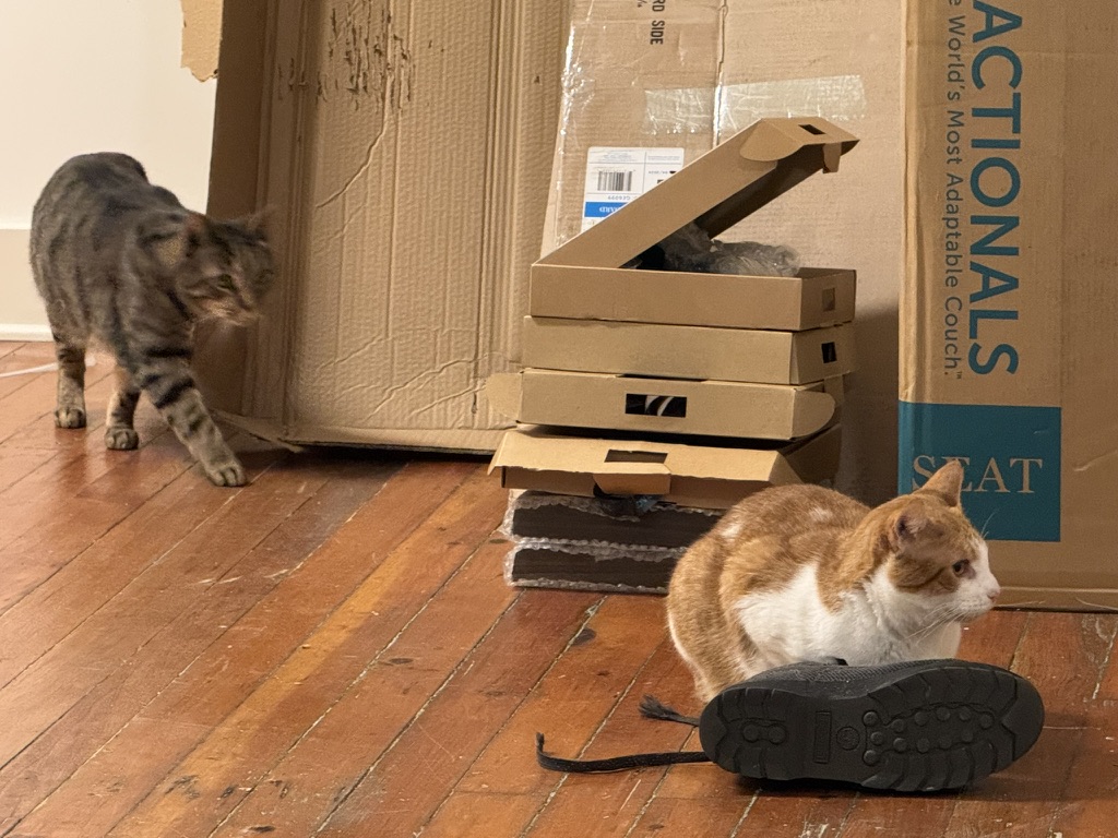 Julius and Pistachio sitting side by side on wood flooring